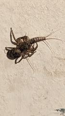 insect closeup