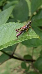 insect closeup