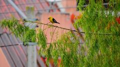 bird visible in scene