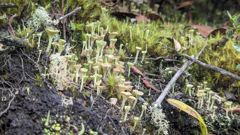 mossy ground plants