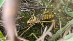 striped insect on plant