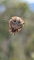 insect closeup