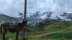 horse and mountain view