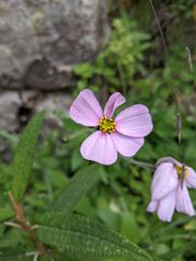 flower or plant closeup