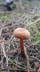 mushroom or fungus closeup