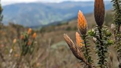 orange flower spikes with mountain background
