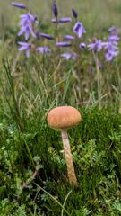 mushroom or fungus closeup