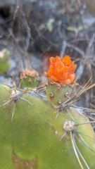 flower or plant closeup