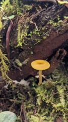 mushroom or fungus closeup