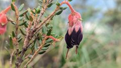 red bell-shaped flower