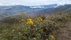 flowering hillside view