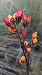 pink flower buds on stem