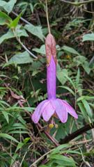 flower or plant closeup