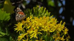insect closeup