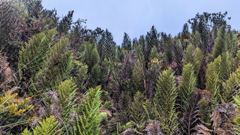 paramo vegetation