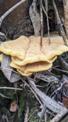 mushroom or fungus closeup
