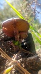 fungus or mushroom