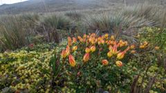 orange flowers and paramo view