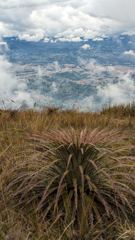 spiky plant at overlook