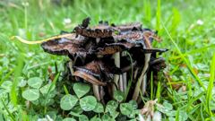 fungus cluster