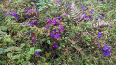 purple flowering groundcover