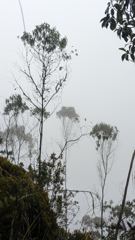 tall tree in mist