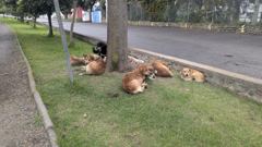 domestic animal