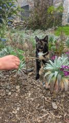 dog in garden area