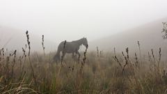 deer silhouette in fog