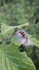 insect closeup