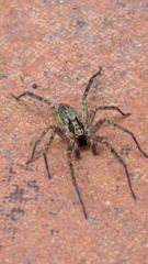 insect closeup