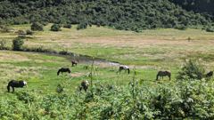 cows grazing in pasture