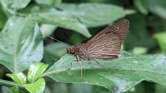 insect closeup