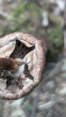 mushroom or fungus closeup