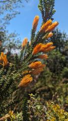 flowering plant