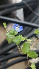 flower or plant closeup