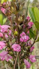 flower or plant closeup