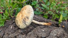 pale mushroom on soil