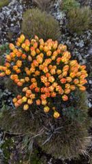 orange fungus cluster
