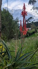 flower or plant closeup