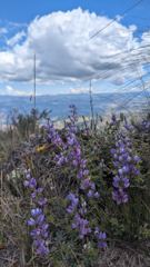 purple flowers and mountains