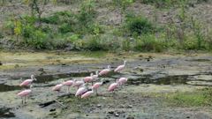 wetland birds