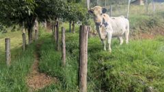 horse in fenced pasture
