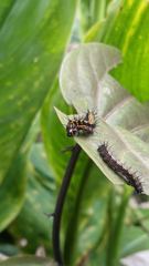 insect closeup