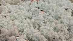 dense pale highland shrubs