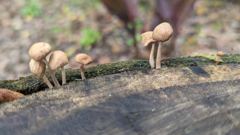 mushroom or fungus closeup