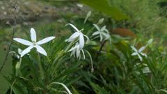 white flowering plants
