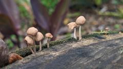 mushroom or fungus closeup
