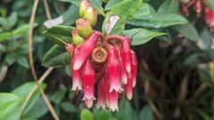 flowering plant
