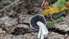 dark mushroom closeup